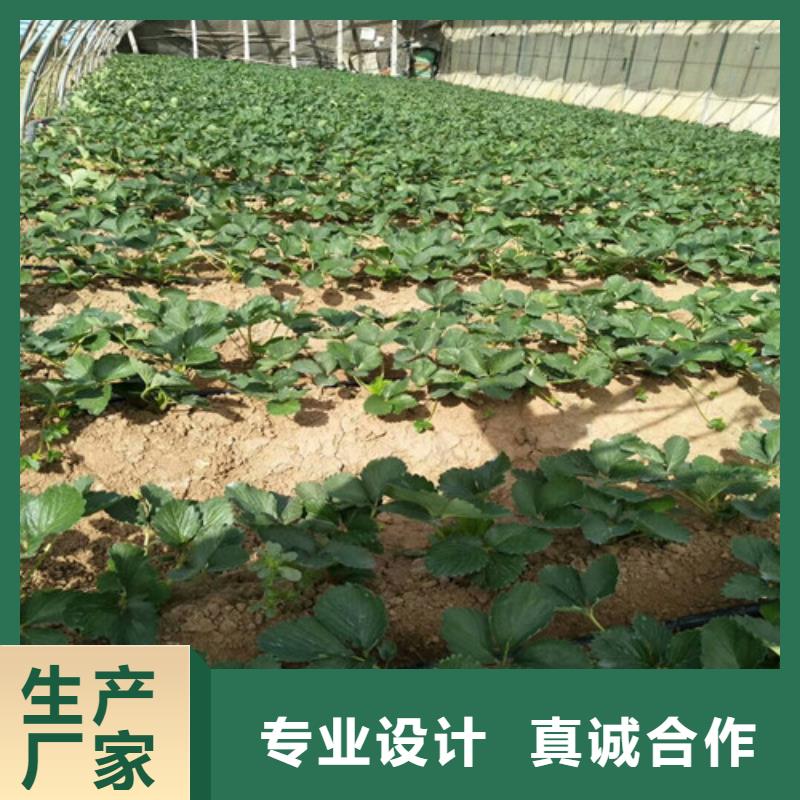 隋珠草莓苗正规生产厂家