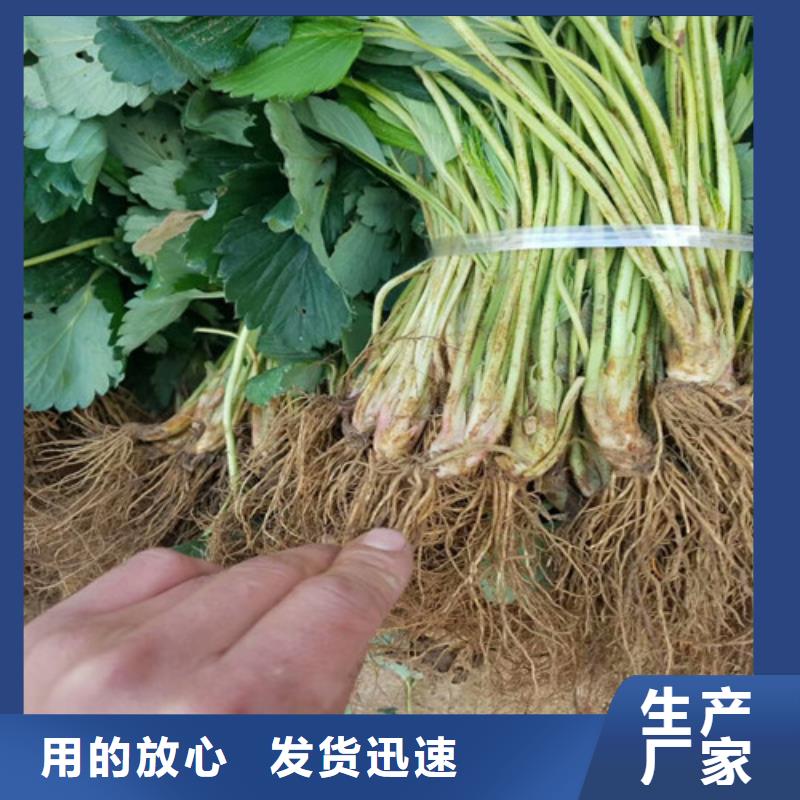 法兰地草莓苗多少钱一棵