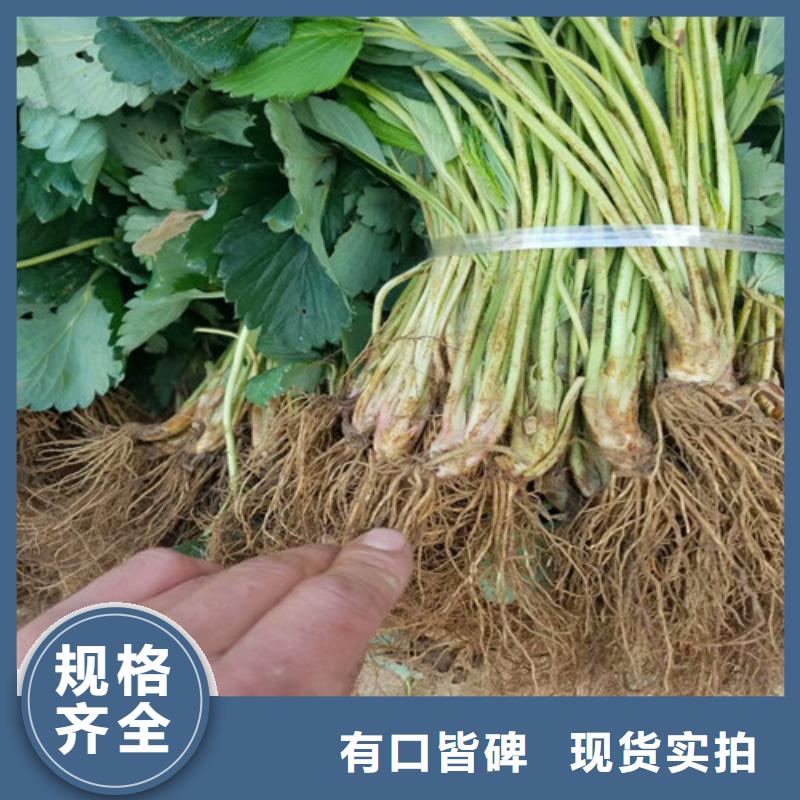 妙香草莓苗2025已更新(今日/)