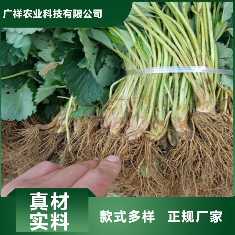 三乡镇哪里有红颜草莓苗，红颜草莓苗种植品种选择