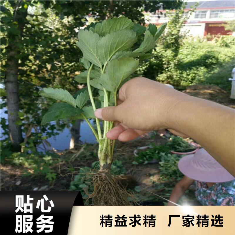 草莓苗_红肉西梅来图定制量大从优