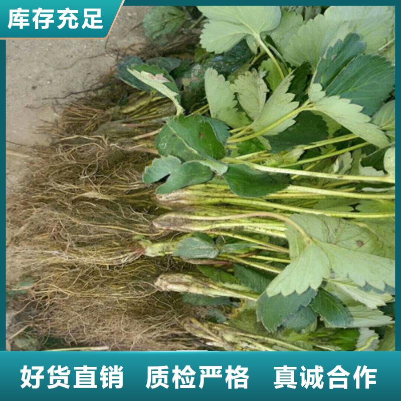 草莓苗_红肉西梅来图定制量大从优