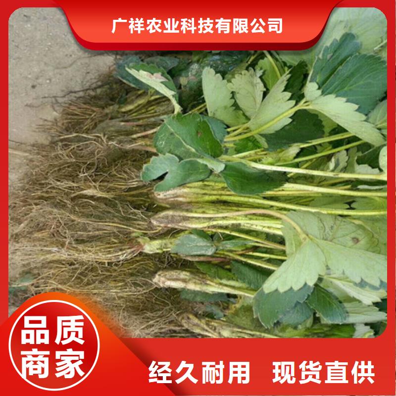 草莓苗价格多少