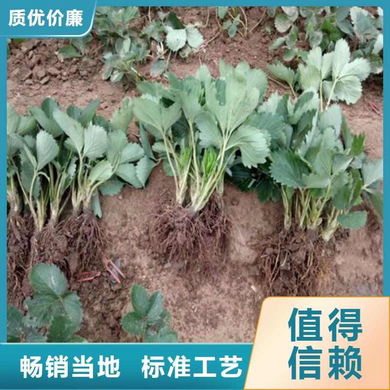 我想买红颊草莓苗，红颊草莓苗种苗