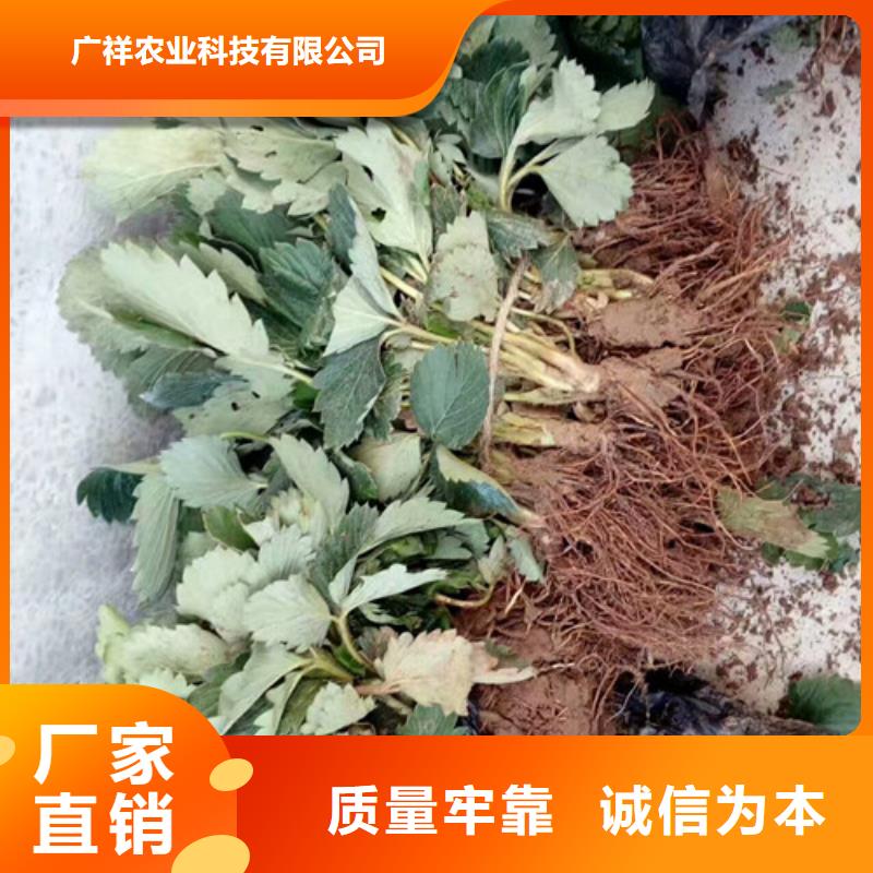 绥中艳丽草莓苗10年经验