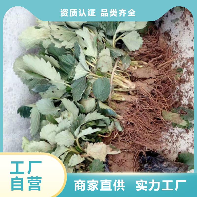 红颜草莓苗批发价格