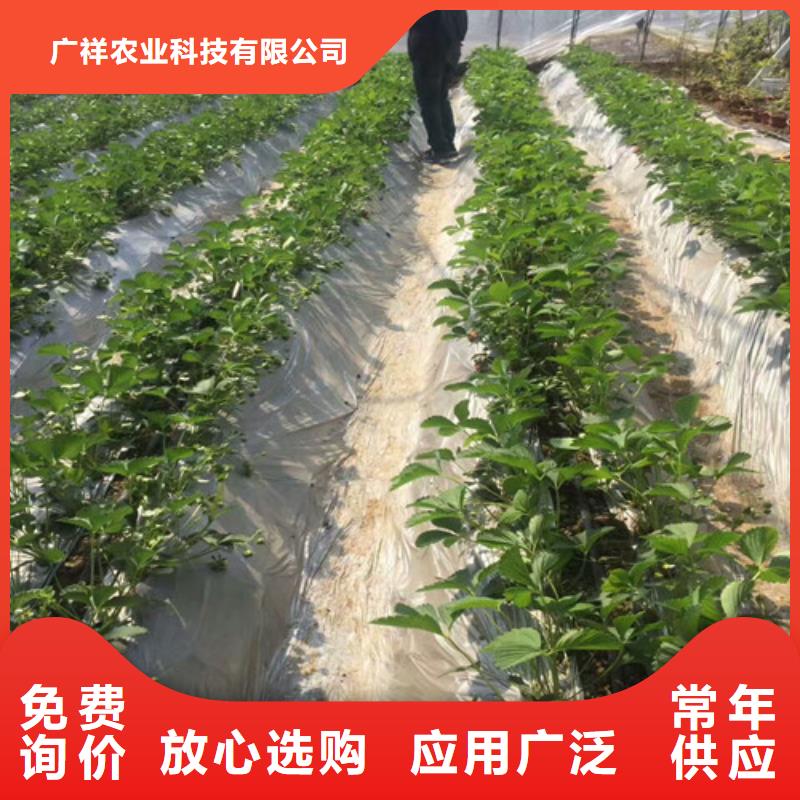 一年生脱毒草莓苗，脱毒草莓苗基地批发