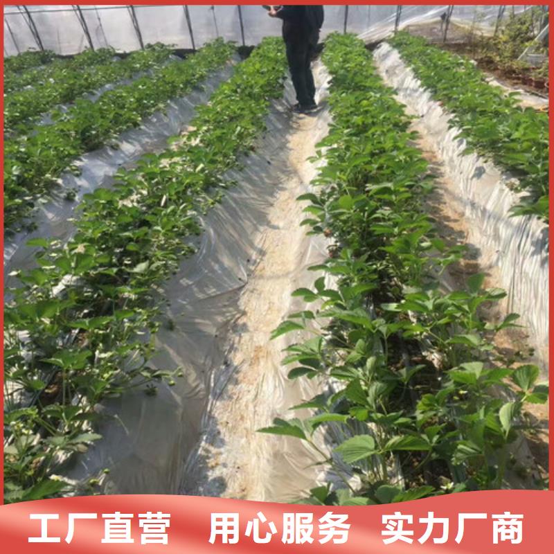 草莓苗,樱桃苗快捷物流
