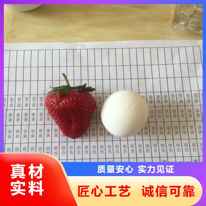 大棚草莓苗低价批发