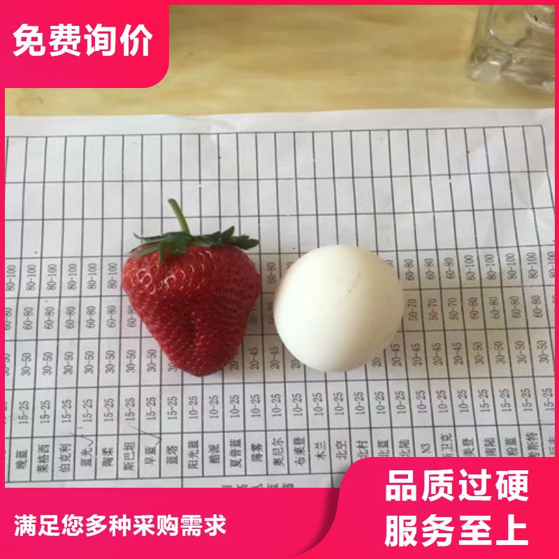 【草莓苗】-樱桃苗基地常年出售