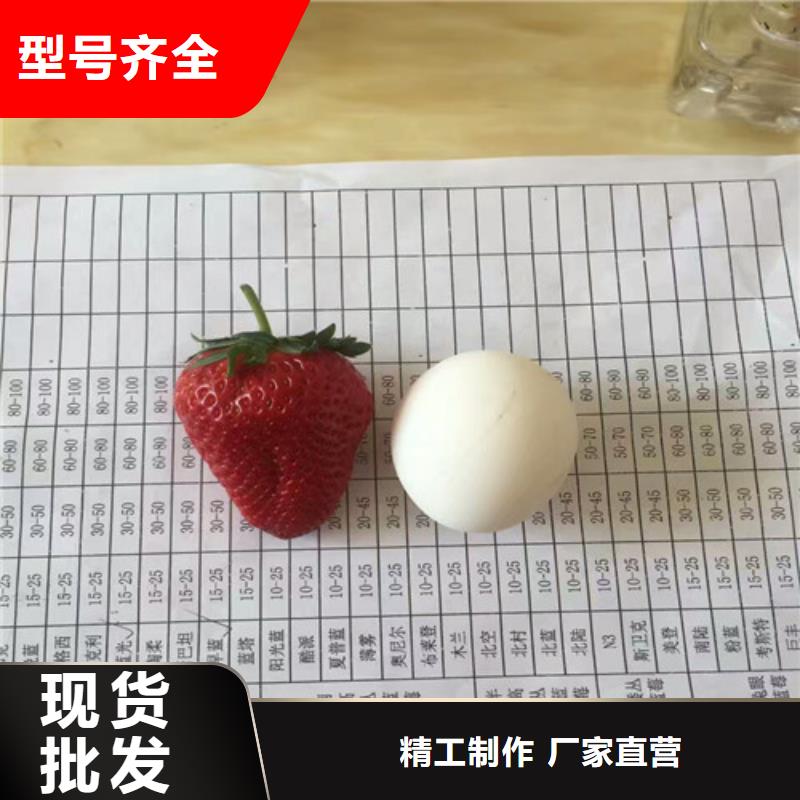 甜查理草莓苗-钜惠来袭
