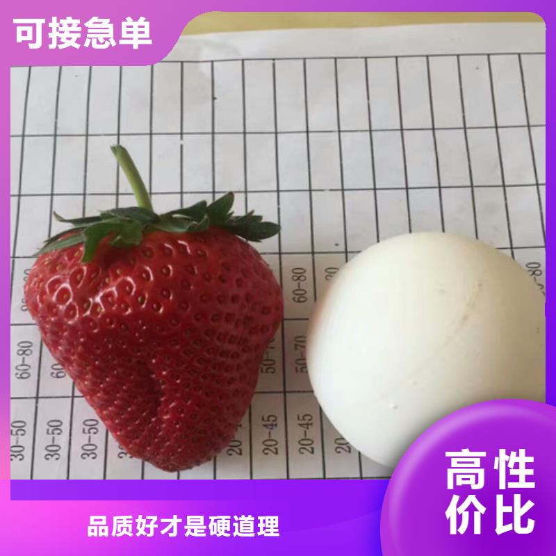 阜沙镇牛奶草莓苗价格
