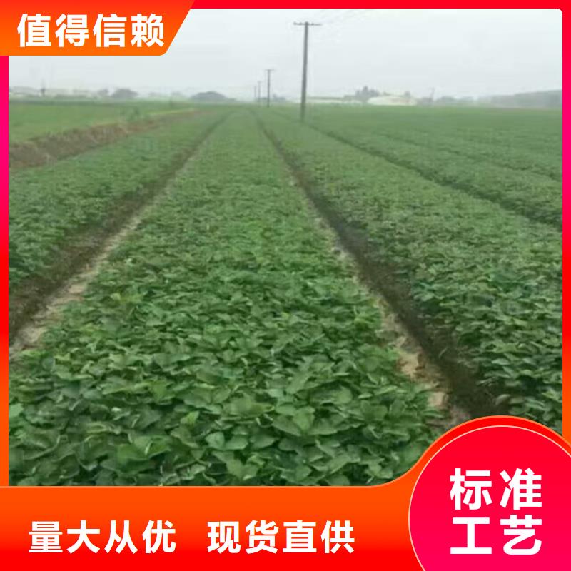 草莓苗品种价格