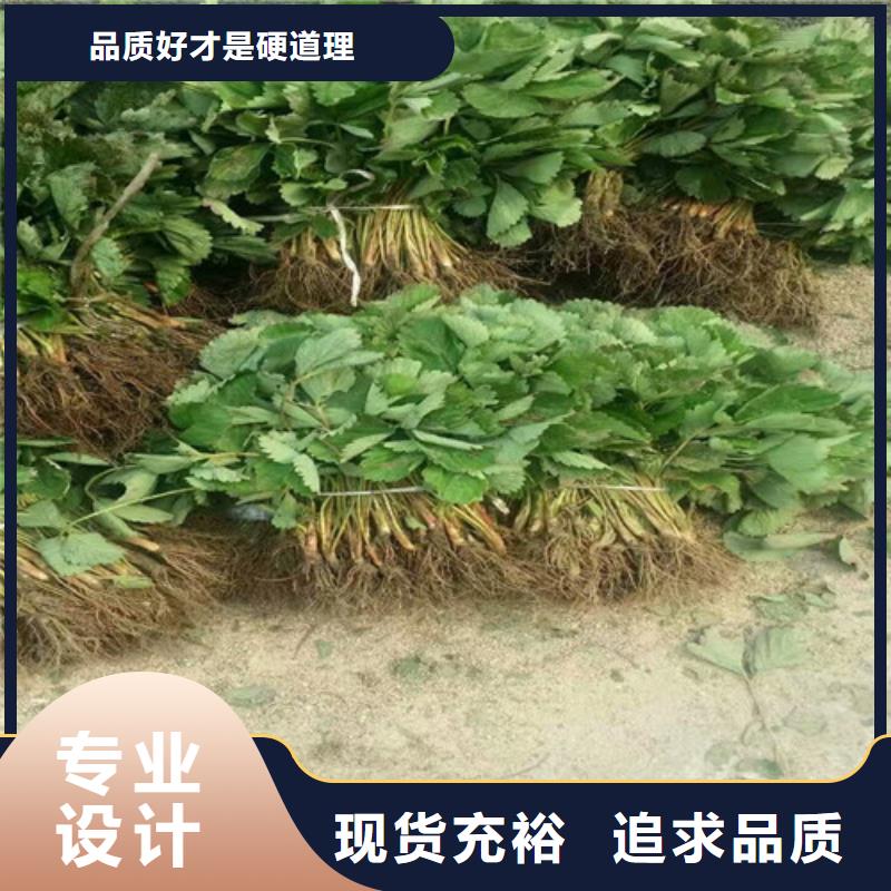 值得信赖的四季草莓苗基地