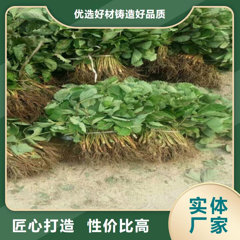 红颊草莓苗栽植密度