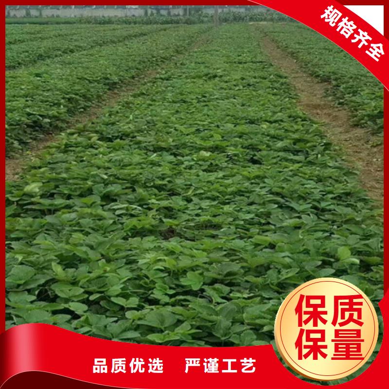甜查理草莓苗种植条件