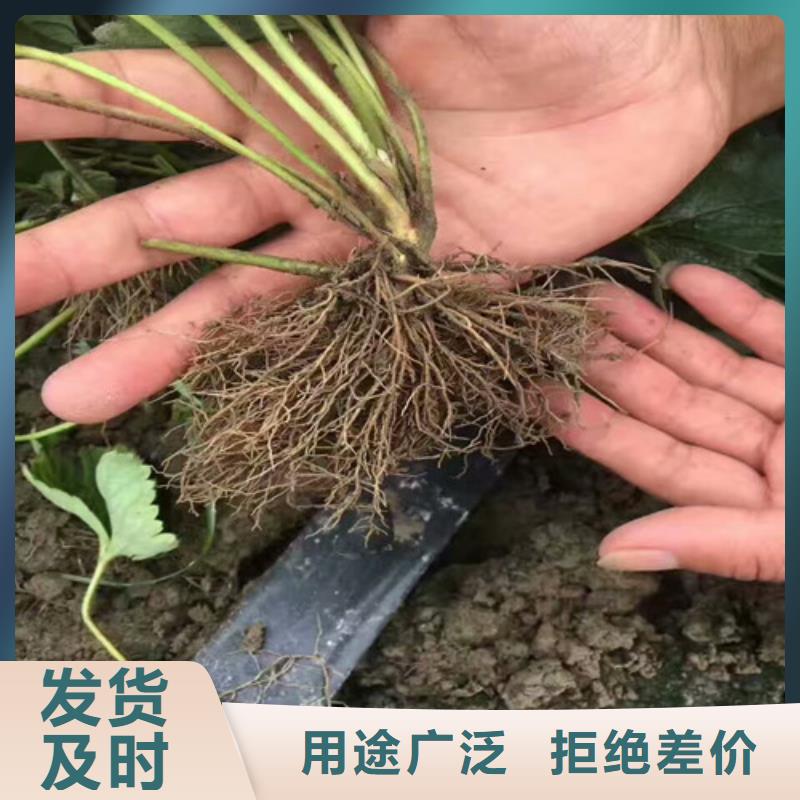 法兰地草莓苗价格合理的厂家