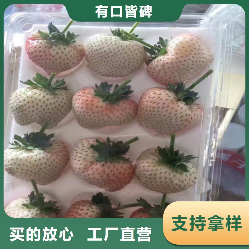 甜宝草莓苗便宜价格