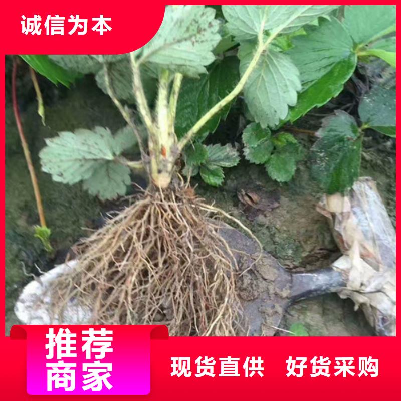 香蕉草莓苗质量放心