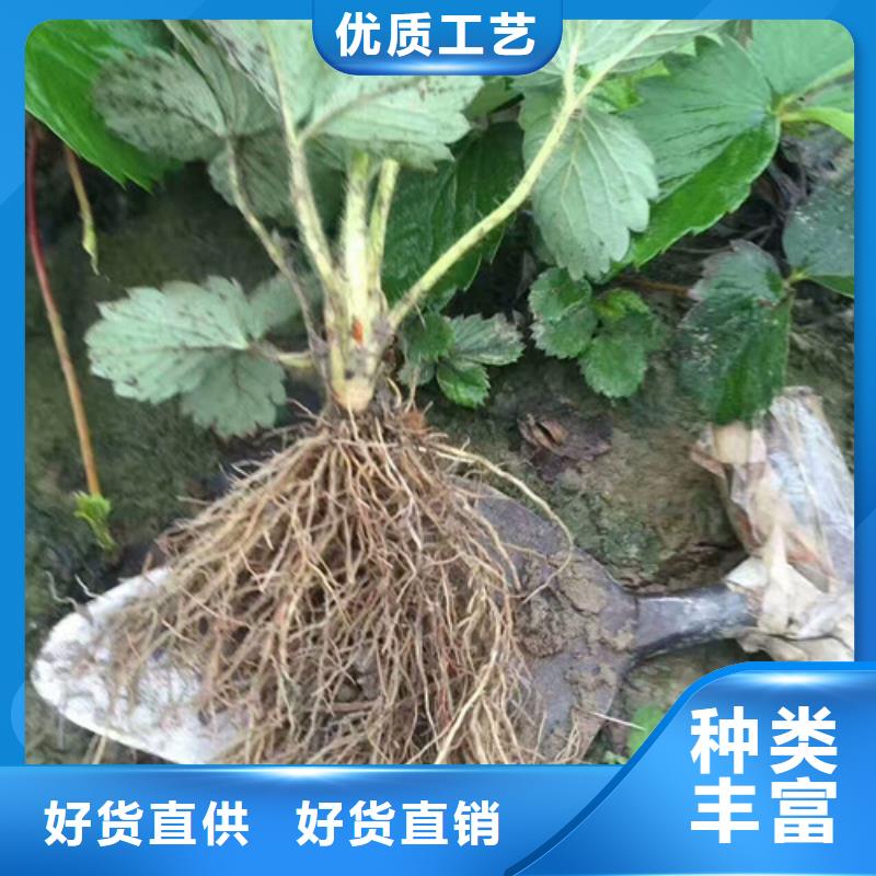四季草莓苗大量供应