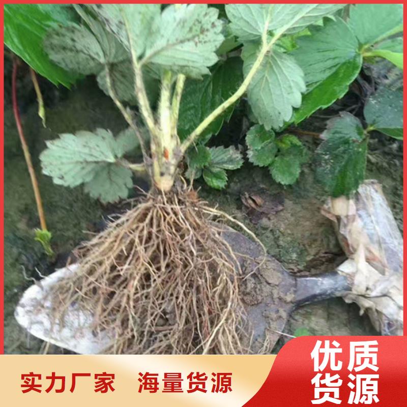 草莓苗草莓苗价格厂家直接面向客户