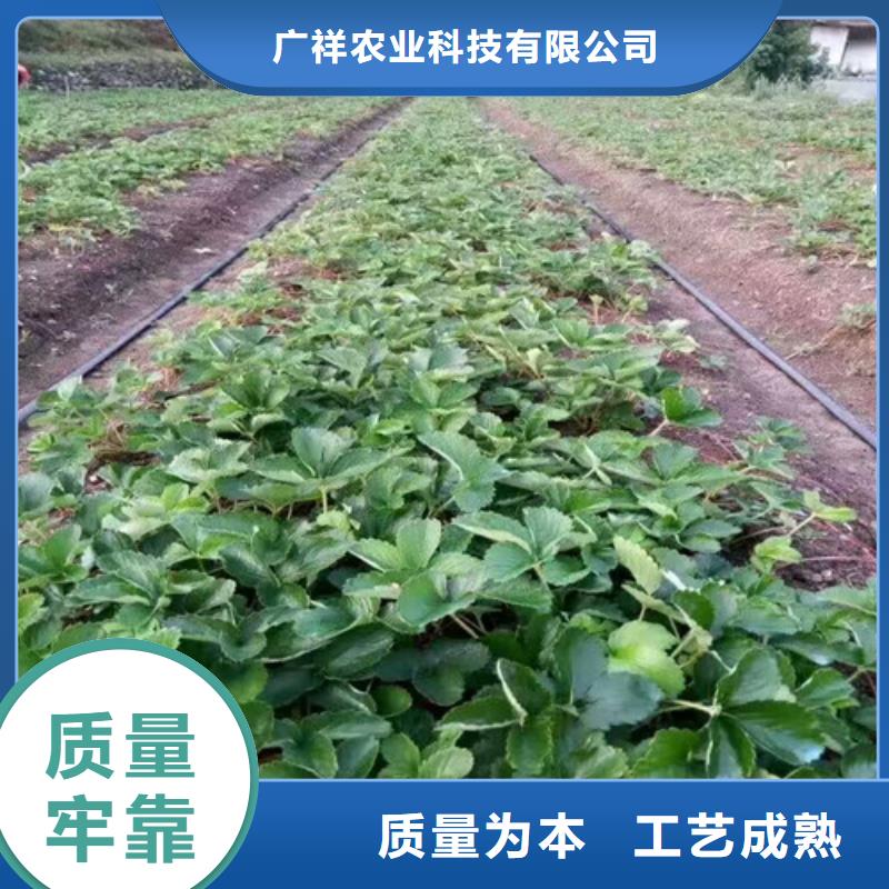 哪里批发草莓种苗，草莓种苗基地批发