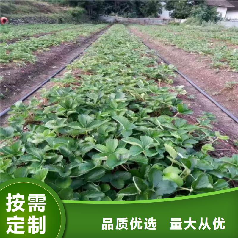 维吾尔自治区章姬草莓苗哪里有