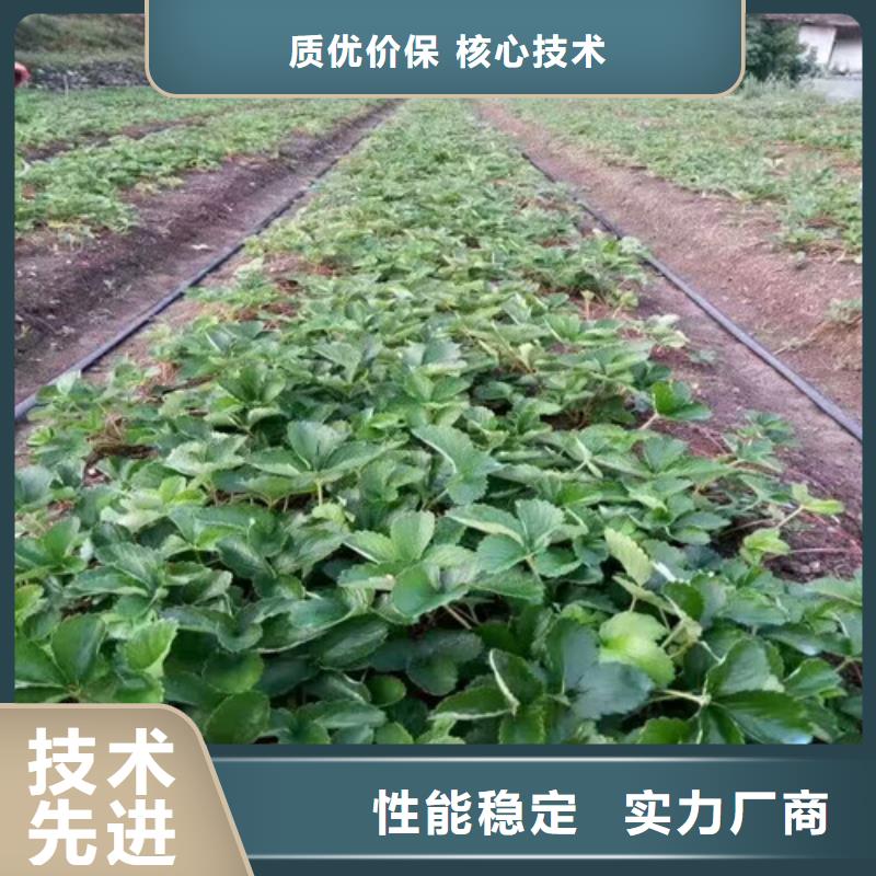 法兰地草莓苗价格合理的厂家