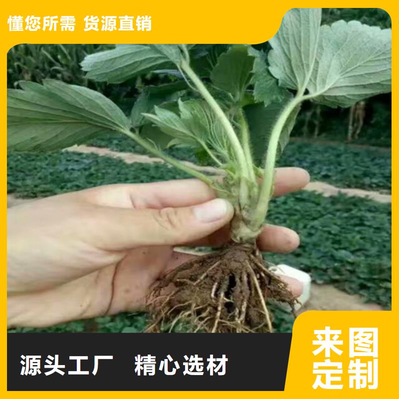 草莓苗【徐香猕猴桃树苗】优质货源