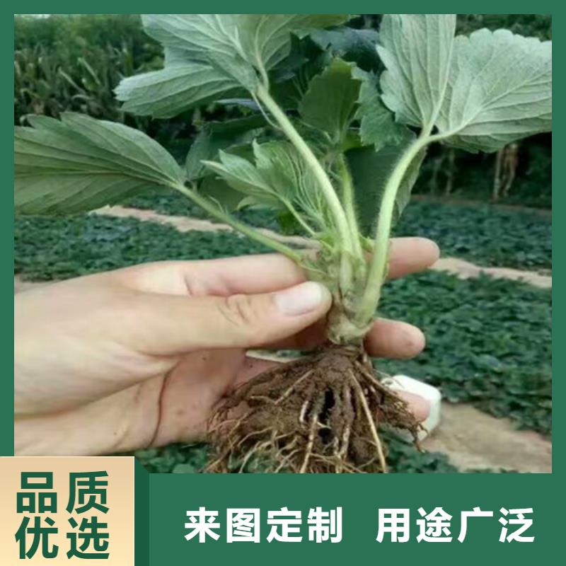 草莓苗果树苗厂家案例