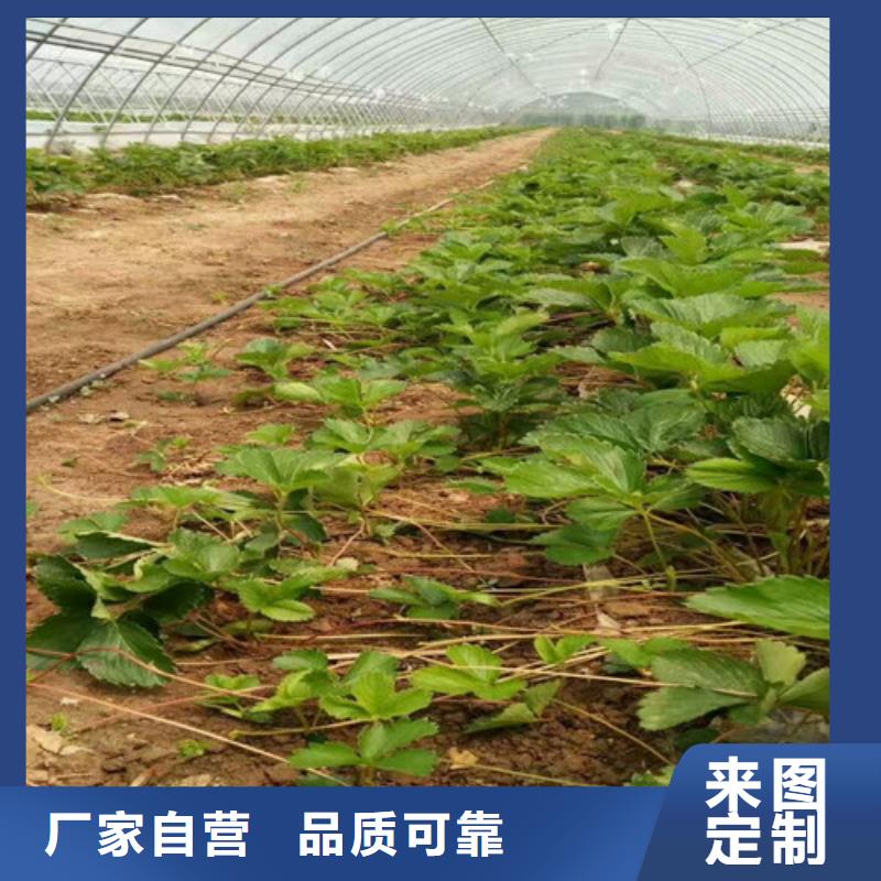 质量好的四季草莓苗厂家批发