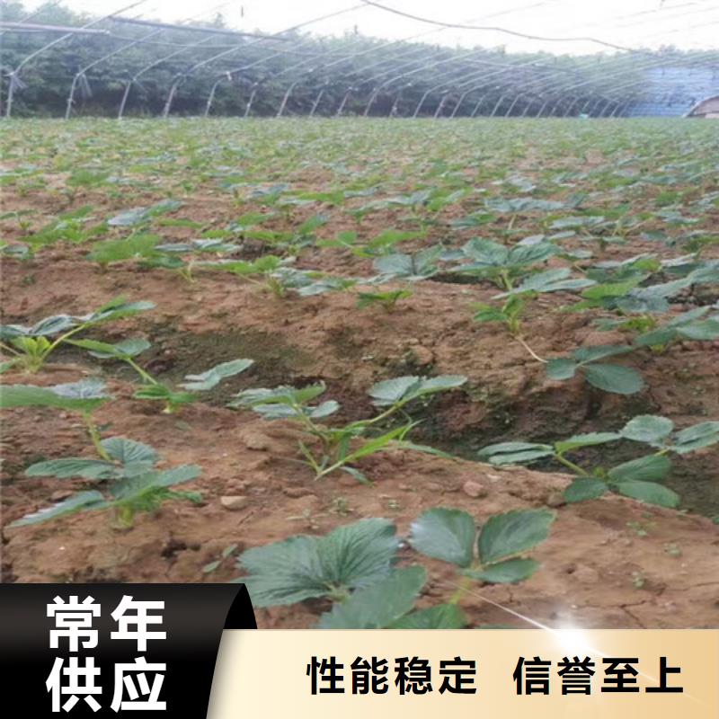 华蓥法兰地草莓苗厂家现货
