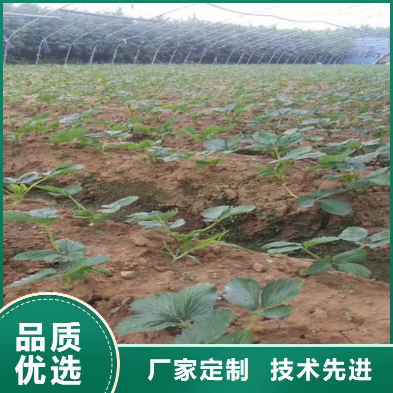 草莓苗-无籽葡萄树苗厂家销售