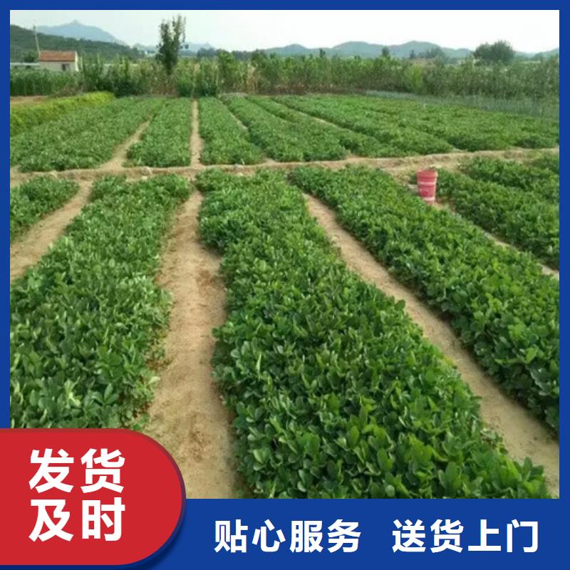 草莓苗哪里纯正