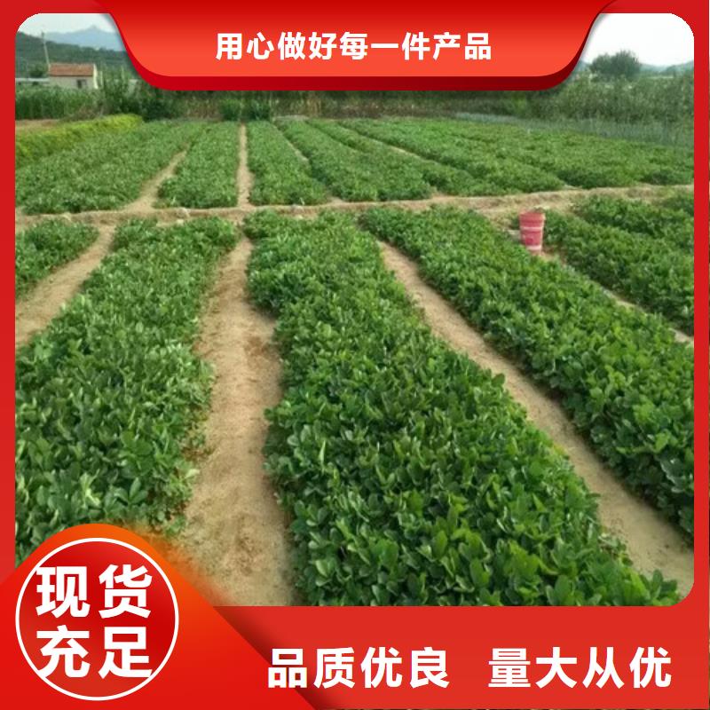 甜查理草莓苗-钜惠来袭