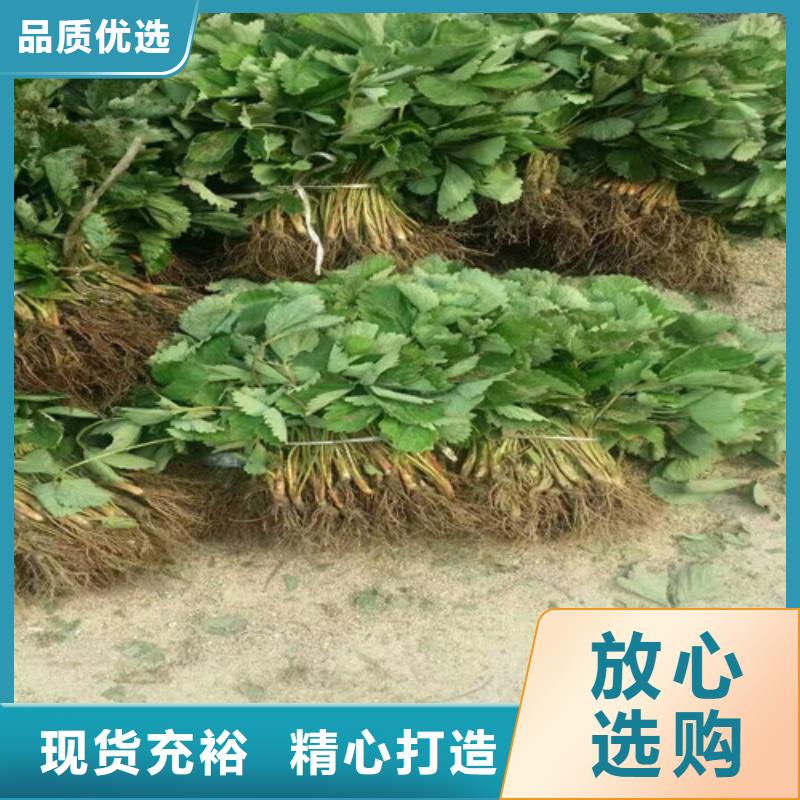 出售宁玉草莓苗，宁玉草莓苗2025已更新(今天/动态)