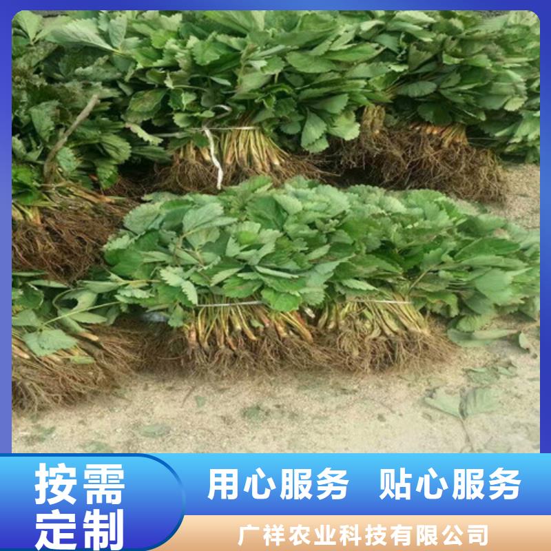 五桂山街道哪里有圣诞红草莓苗，圣诞红草莓苗亩产多少