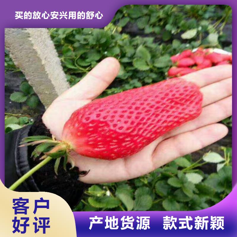 草莓苗大棚草莓苗源头厂家供应