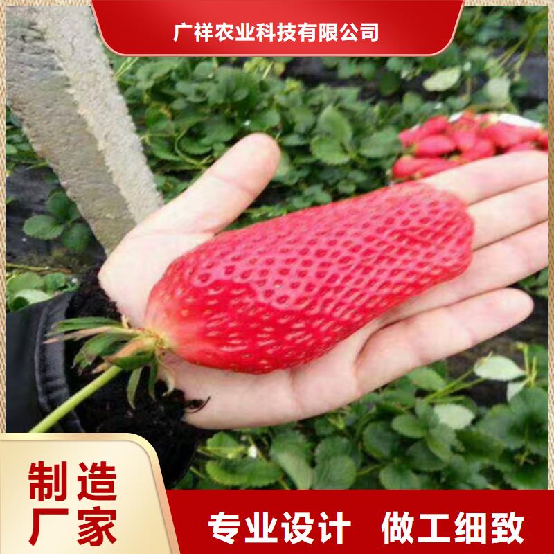 草莓苗梨树苗实力派厂家