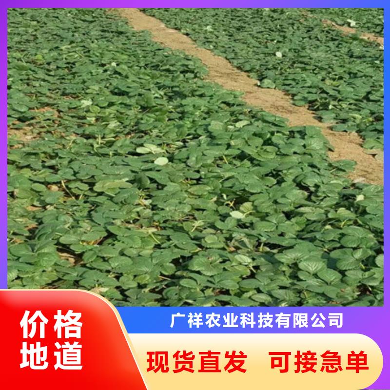 桃熏草莓苗哪里纯正