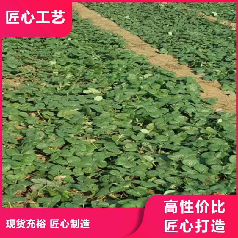 哪里出售章姬草莓苗，章姬草莓苗批发
