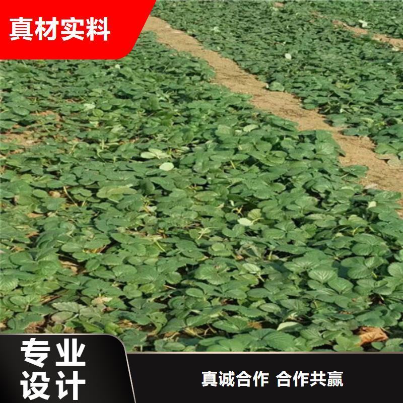 草莓苗-黄桃树苗品质值得信赖
