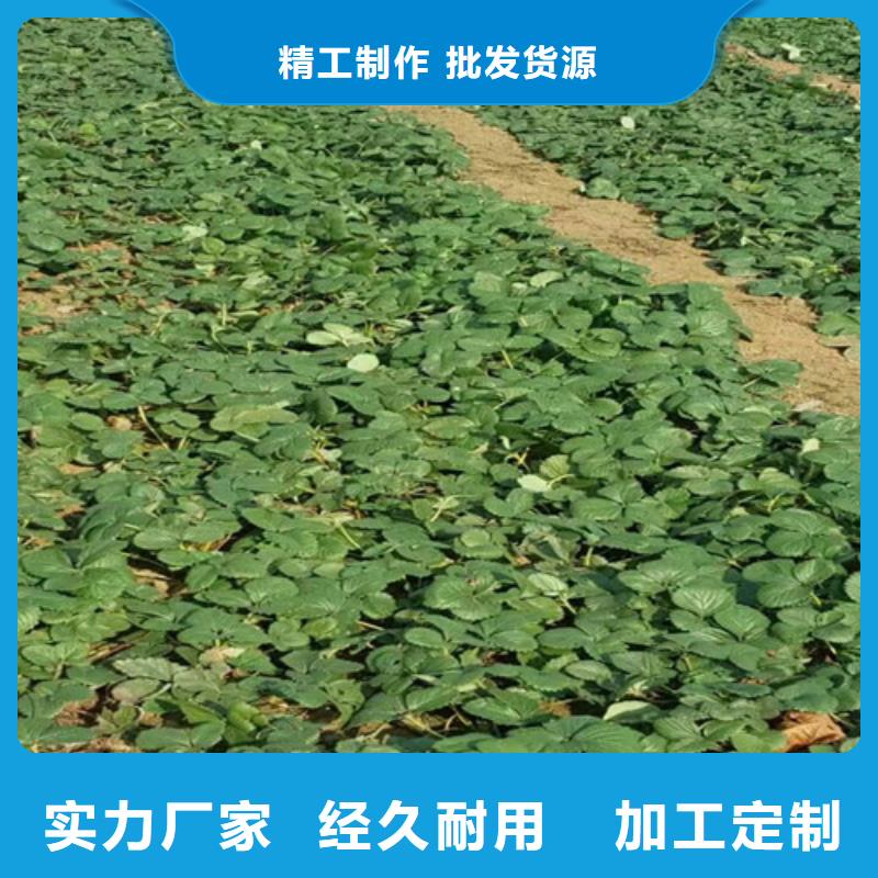 宁玉草莓苗厂家-做工精细