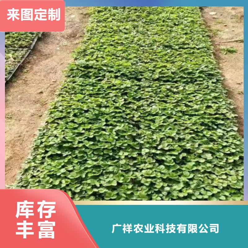 华蓥法兰地草莓苗厂家现货