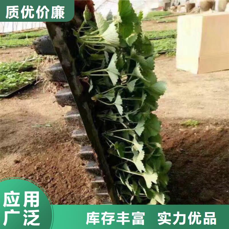 黄圃镇妙香草莓苗2025年报价