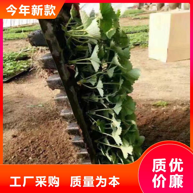 板芙镇红颊草莓苗低价批发