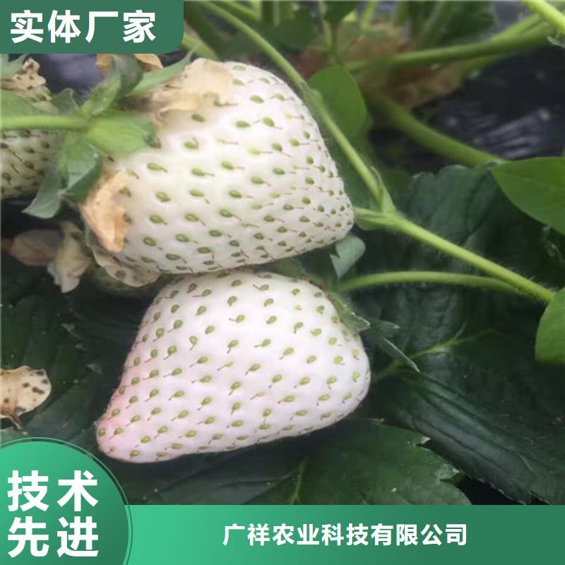 茶陵奶油草莓苗批发
