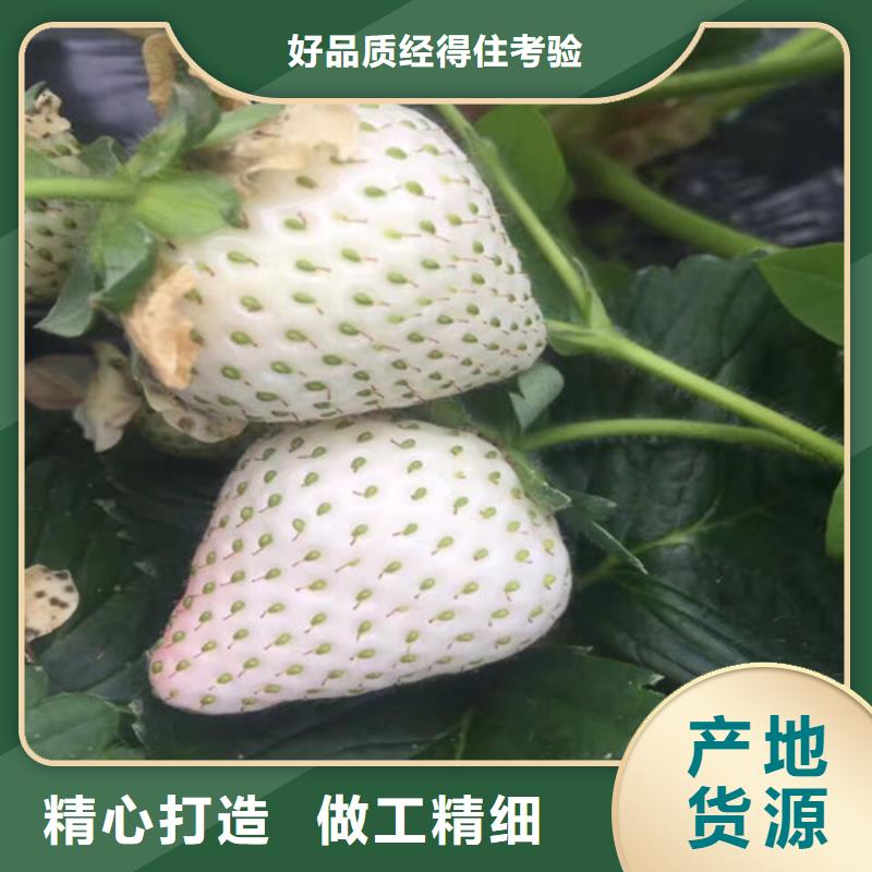 草莓苗香梨树苗专业生产品质保证