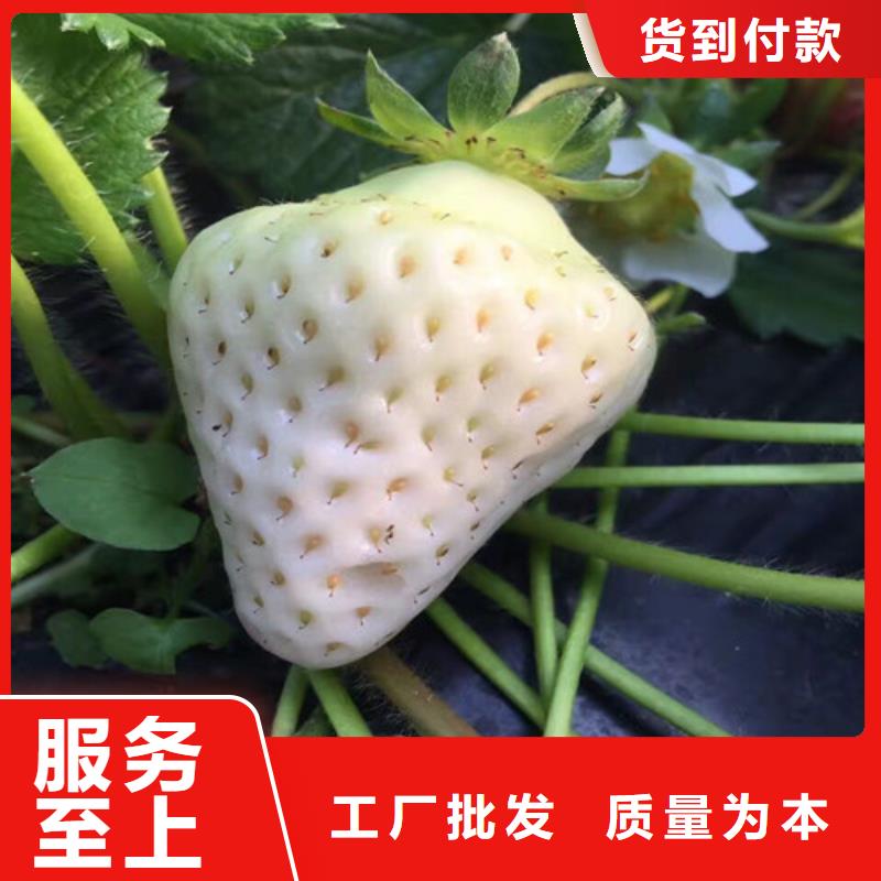黄圃镇妙香草莓苗2025年报价