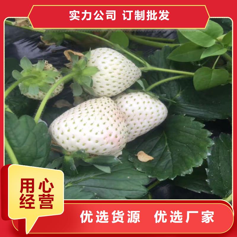 大棚草莓苗低价批发